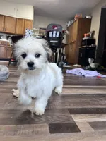 processed/06645dab-a538-484d-b318-f911e92e2a12/listing/af77f3c6-19e3-4fea-9cab-9d8501a5afb9/d0a1e9e8-1cb6-40db-b155-763a2a23af46