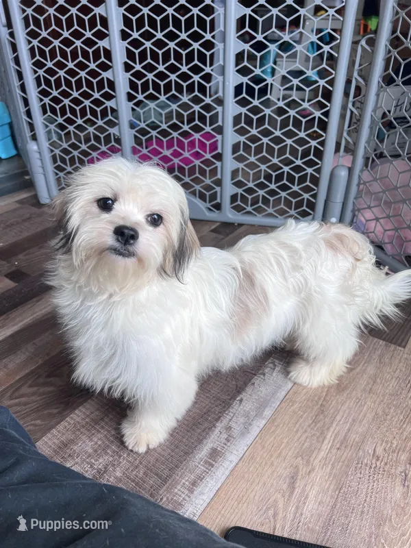 Pippi – Shichon puppy for sale in Canton, SD