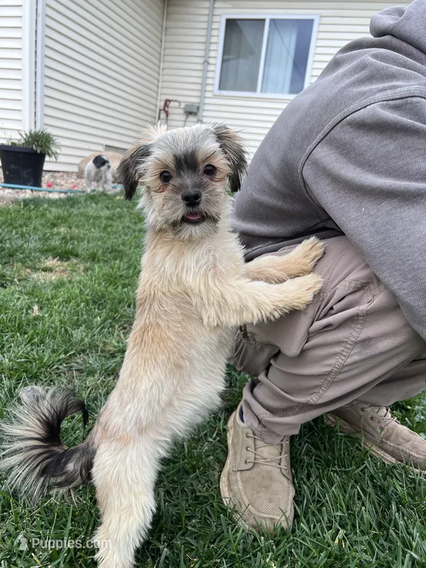 West – Shorkie puppy for sale in Canton, SD