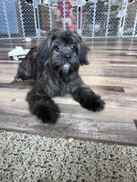 Richie, a male Shihpoo for sale in Canton, SD – Photo 1 of 4