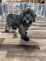 Richie, a male Shihpoo for sale in Canton, SD – Photo 2 of 4