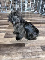 Richie, a male Shihpoo for sale in Canton, SD – Photo 4 of 4