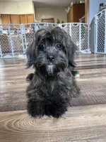 Richie, a male Shihpoo for sale in Canton, SD – Photo 3 of 4