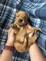 Valarie, a female Golden Retriever for sale in Canton, SD – 2 of 5