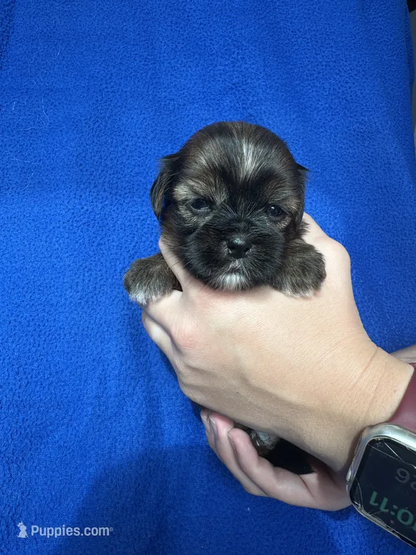 Sadie – Shorkie puppy for sale in Canton, SD