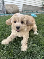 Demi, a female Cockapoo for sale in Canton, SD – 7 of 8