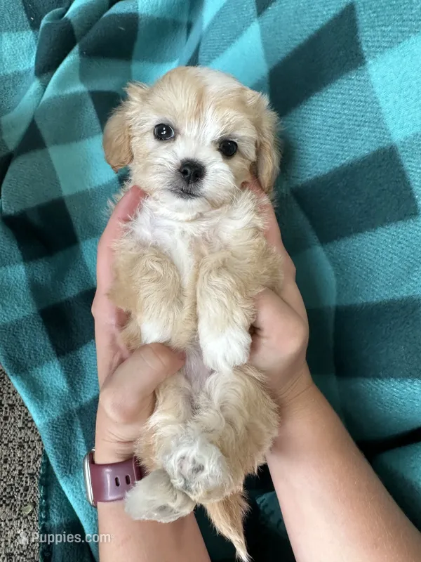 Ulla – Shihpoo puppy for sale in Canton, SD