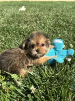 Wrenlee, a female Shorkie for sale in Canton, SD – 6 of 8