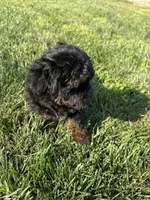 Colt, a male Shihpoo for sale in Canton, SD – 2 of 10