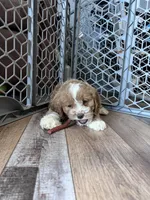 Lilo, a female Cockapoo for sale in Canton, SD – Photo 5 of 7