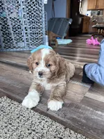 Lilo, a female Cockapoo for sale in Canton, SD – Photo 6 of 7