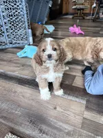 Lilo, a female Cockapoo for sale in Canton, SD – Photo 2 of 7