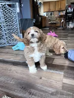 Lilo, a female Cockapoo for sale in Canton, SD – Photo 7 of 7