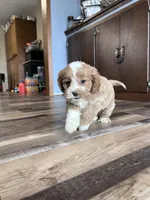 Lilo, a female Cockapoo for sale in Canton, SD – Photo 4 of 7