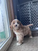 Lilo, a female Cockapoo for sale in Canton, SD – Photo 3 of 7