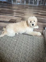 Dani, a female Cockapoo for sale in Canton, SD – 5 of 8