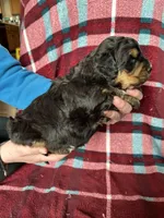 Dale, a male Miniature Bernedoodle for sale in Canton, SD – Photo 8 of 10