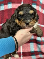 Dale, a male Miniature Bernedoodle for sale in Canton, SD – Photo 5 of 10