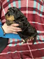 Dale, a male Miniature Bernedoodle for sale in Canton, SD – Photo 10 of 10