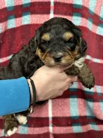 Dale, a male Miniature Bernedoodle for sale in Canton, SD – Photo 3 of 10