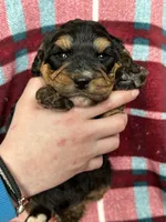 Dale, a male Miniature Bernedoodle for sale in Canton, SD – Photo 4 of 10