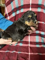 Dale, a male Miniature Bernedoodle for sale in Canton, SD – Photo 7 of 10