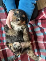 Dale, a male Miniature Bernedoodle for sale in Canton, SD – Photo 9 of 10