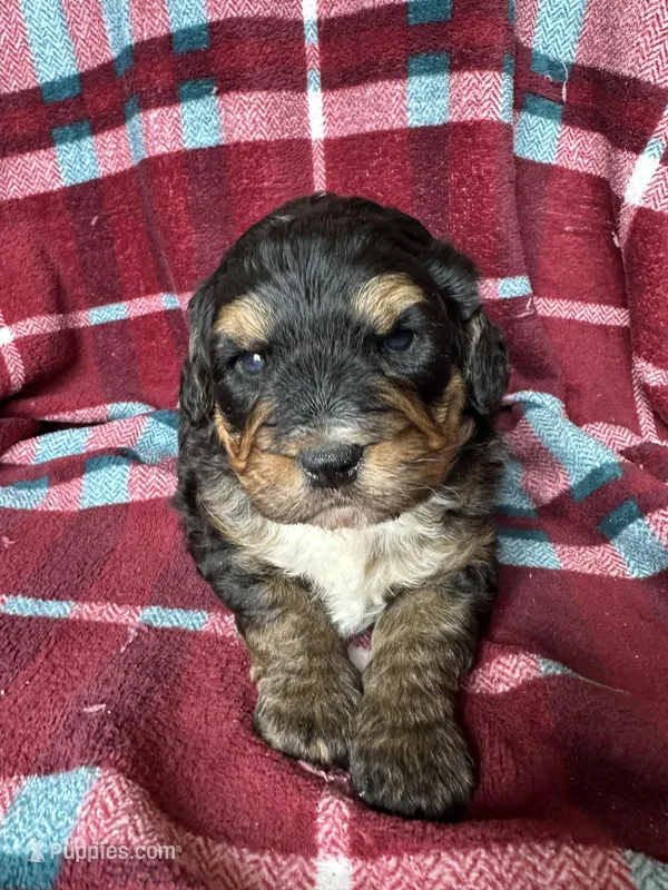 Dale, a male Miniature Bernedoodle for sale in Canton, SD – Photo 1 of 10