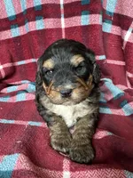 Dale, a male Miniature Bernedoodle for sale in Canton, SD – Photo 1 of 10