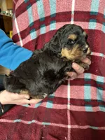 Dale, a male Miniature Bernedoodle for sale in Canton, SD – Photo 6 of 10