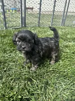 Reese, a female Shihpoo for sale in Canton, SD – 7 of 10