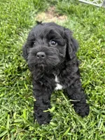 Quick , a male Cockapoo for sale in Canton, SD – 3 of 9