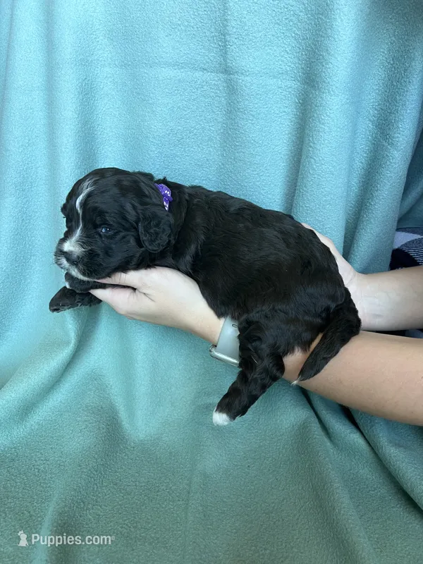 Jenna – Miniature Bernedoodle puppy for sale in Canton, SD