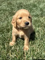 Victor, a male Golden Retriever for sale in Canton, SD – 2 of 10