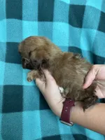 Usher, a male Shihpoo for sale in Canton, SD – 5 of 5