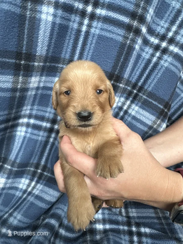 Valor – Golden Retriever puppy for sale in Canton, SD