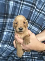 Valor, a male Golden Retriever for sale in Canton, SD – 1 of 4