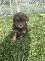 Rain, a female Shihpoo for sale in Canton, SD – 7 of 9