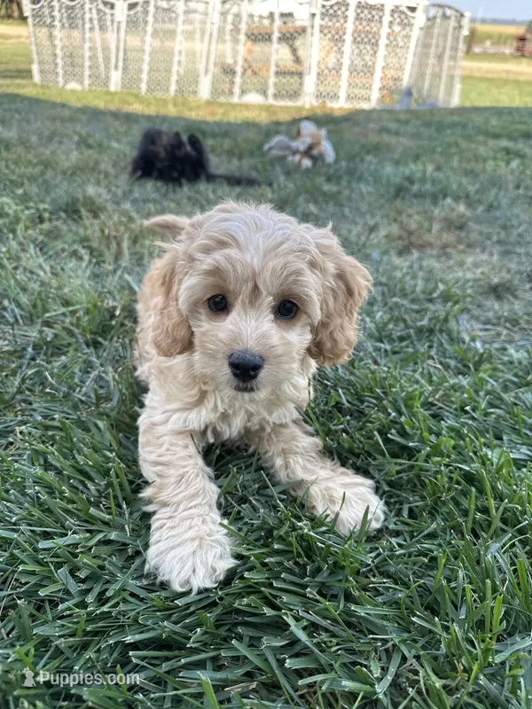 Demi – Cockapoo puppy for sale in Canton, SD