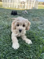 Demi, a female Cockapoo for sale in Canton, SD – 1 of 8