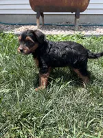 Trixie, a female Yorkipoo for sale in Canton, SD – 3 of 7