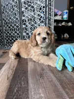 Lance, a male Cockapoo for sale in Canton, SD – Photo 6 of 7