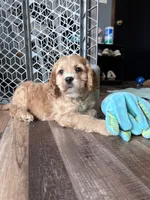 Lance, a male Cockapoo for sale in Canton, SD – Photo 3 of 7