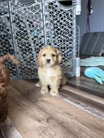 Lance, a male Cockapoo for sale in Canton, SD – Photo 4 of 7
