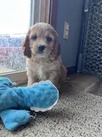 Lance, a male Cockapoo for sale in Canton, SD – Photo 2 of 7