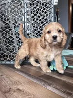 Lance, a male Cockapoo for sale in Canton, SD – Photo 5 of 7