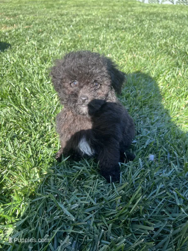 Enzo – Poodle - Toy  puppy for sale in Canton, SD
