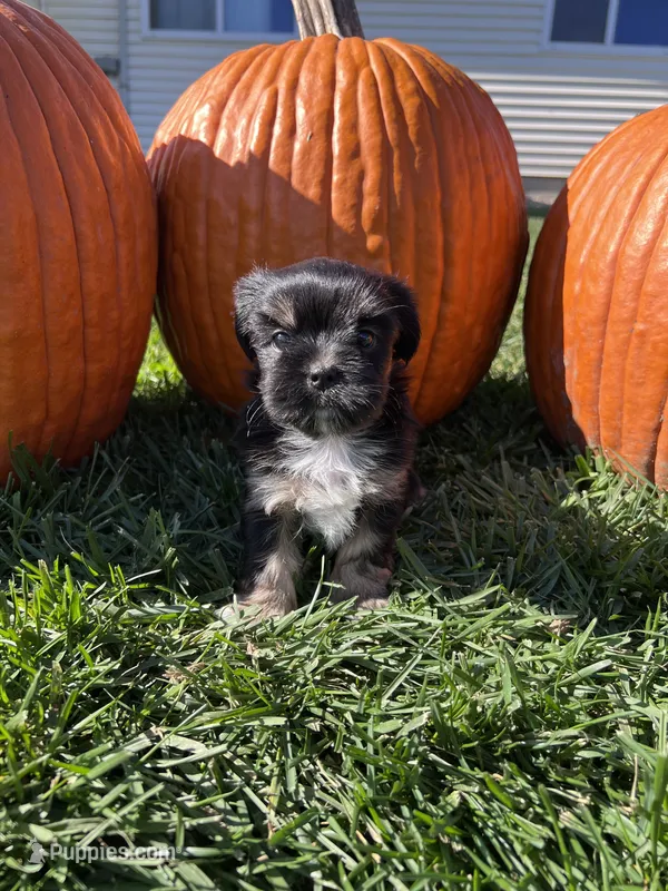 Gigi – Shorkie puppy for sale in Canton, SD