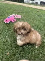 Usher, a male Shihpoo for sale in Canton, SD – 4 of 9
