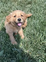 Victor, a male Golden Retriever for sale in Canton, SD – 8 of 10